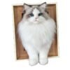 Custom Handmade 3D Needle Felted Ragdoll pet Portrait Handmade 3D needle felted ragdoll pet portrait made from natural wool, custom pet wool sculpture displayed in a high-end black frame on a pure white background, featuring realistic fur texture and bright blue eyes.