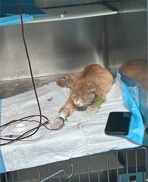 Animal rescue organization providing medical treatment and rehabilitation to rescued animalsrecovering from injury or neglect