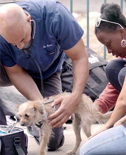 Animal rescue volunteers providing gentle care and emotional support to rescued animals duringrecovery