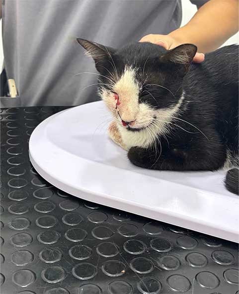 Animal rescue volunteers helping an injured stray animal, providing emergency care, compassion,and hope through community-supported animal rescue efforts