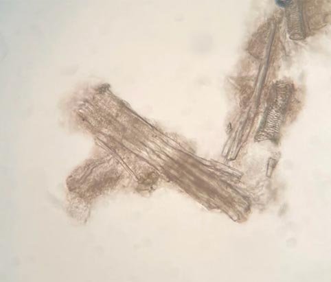 1.Microscopic view of broken wool fibers and pulverized scales caused by excessive needle felting and incorrect needle gauge usage in low-quality pet replicas.