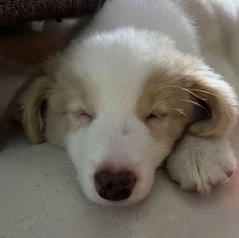 A comparison of a 6-layer custom 3D pet portrait on acrylic glass versus a traditional custom dog painting on canvas. This oil on glass technique offers a durable gift for loss of pet with superior UV resistance compared to fading oil paintings
