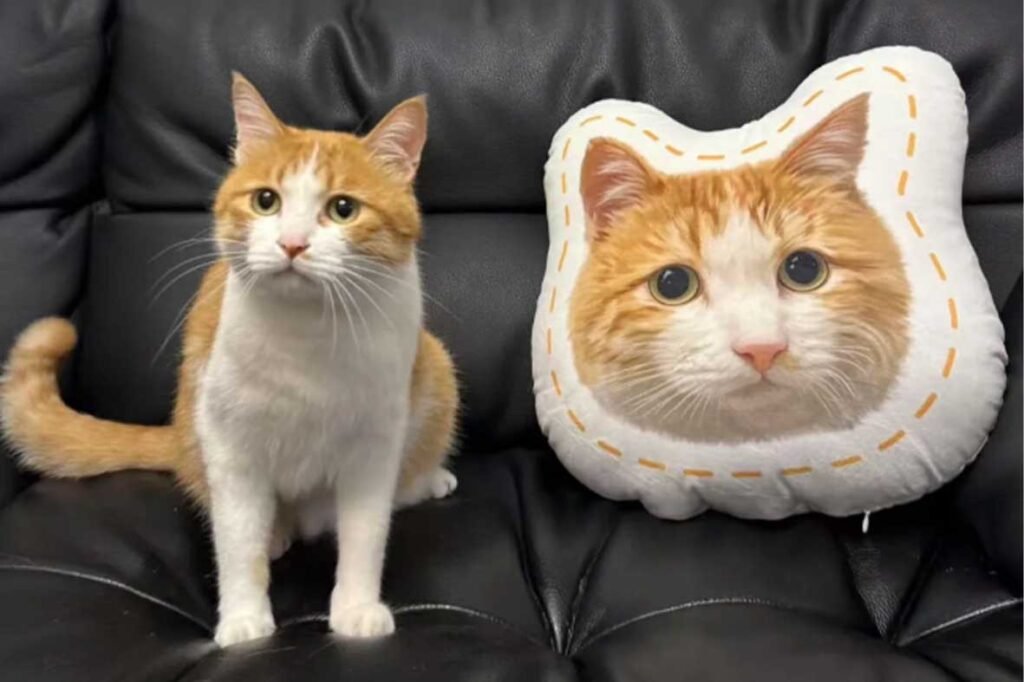 A side-by-side comparison of a lifelike custom pet pillow and a real cat sitting on a black leather sofa, highlighting the realistic fur texture of the custom pet memorial gift.