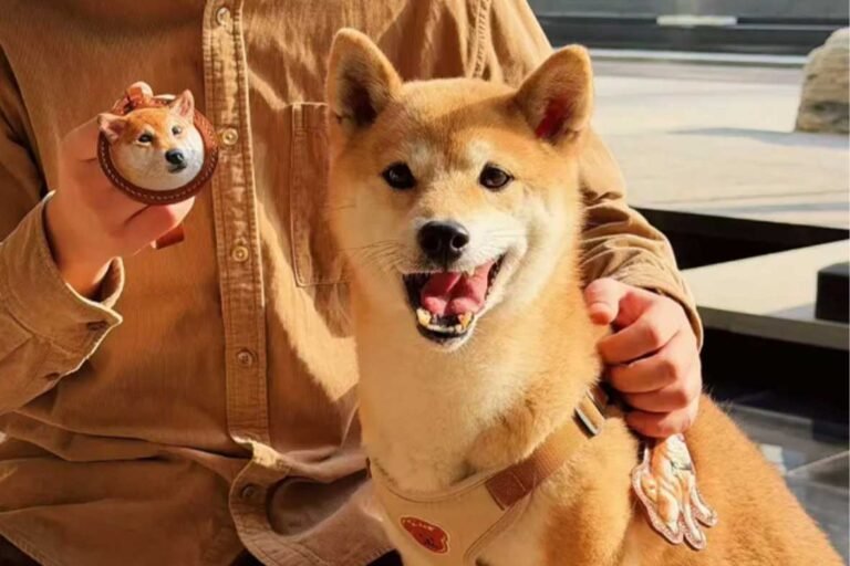 A close-up of a smiling, cute Shiba Inu dog wearing a handcrafted vegetable-tanned leather custom pet gifts ID tag with a vintage brass clasp, showcasing personalized dog gifts that develop a unique patina.