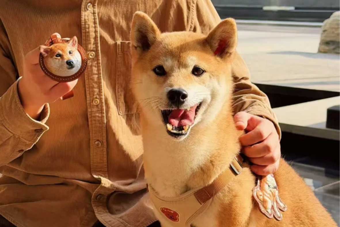 A close-up of a smiling, cute Shiba Inu dog wearing a handcrafted vegetable-tanned leather custom pet gifts ID tag with a vintage brass clasp, showcasing personalized dog gifts that develop a unique patina.