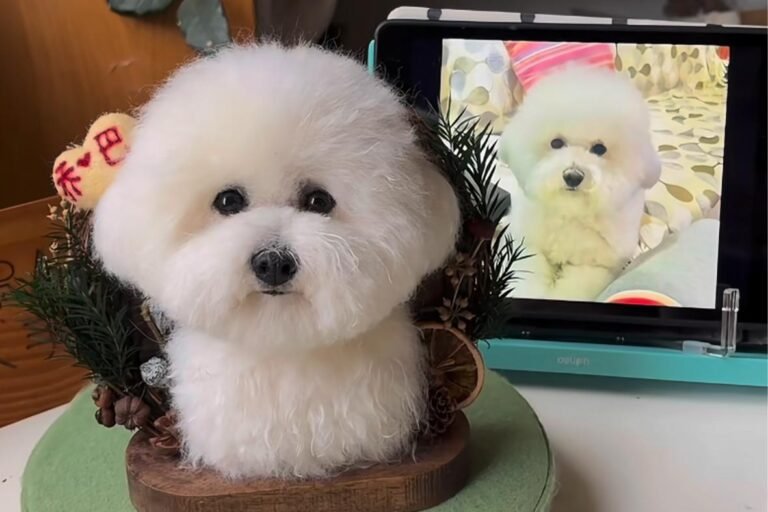 Photo of a real pet next to a handmade needle felted sculpture, showcasing the striking likeness and unique artistry of personalized pet gifts.