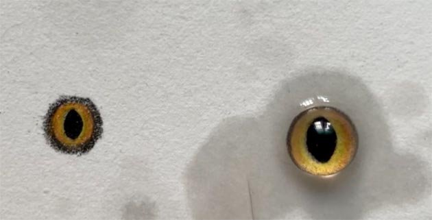 Expert needle felting technique for 3D felt pet portraits, showing a jeweler's caliper measuring eye distance and a 2mm needle creating a shadow crease in high-lanolin wool to prevent eye popping.