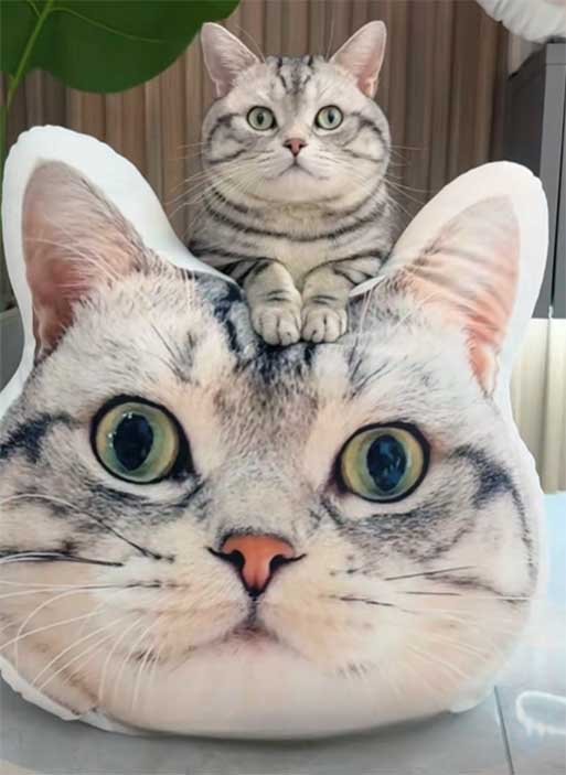 Custom pet pillow from photo in London England UK, personalized cat birthday commemorative cushion for bed or sofa, soft decorative pet pillow delivered March 2025