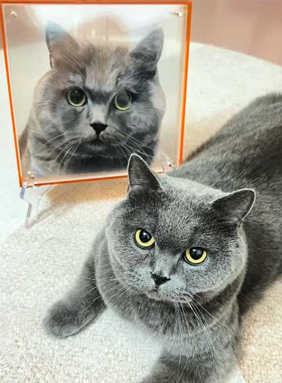 Custom pet portrait from photo of 13 year old cat in Chicago Illinois USA, acrylic memorial pet painting displayed in living room above fireplace, real customer unboxing reaction March 2025