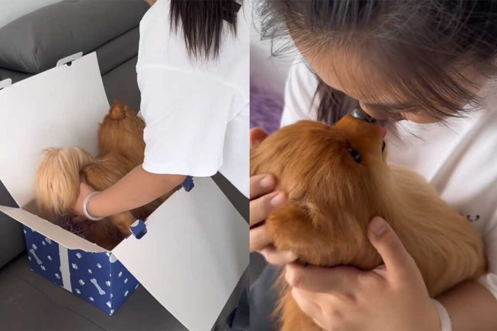 来自法国巴黎的手工针刺羊毛毡3D宠物纪念作品,使用多角度照片定制宠物雕塑,2025年11月真实客户反馈