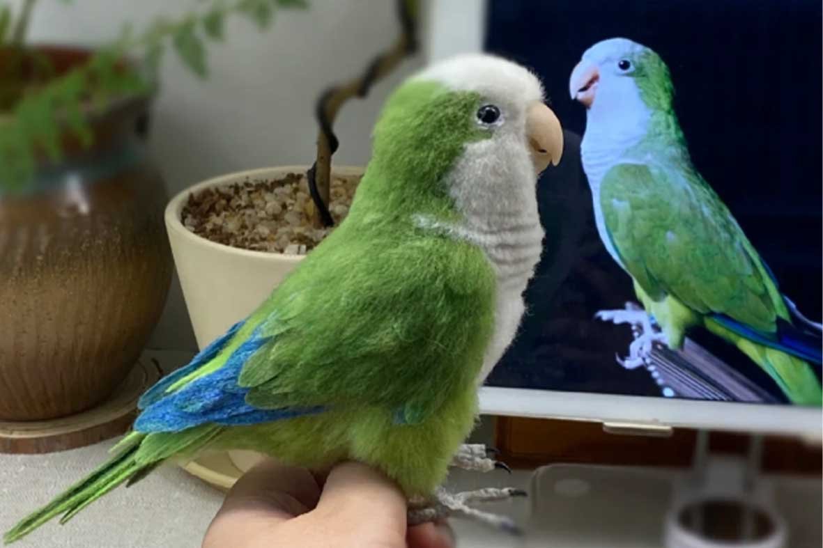High-quality custom pet portrait of a green Monk Parakeet showing a side-by-side comparison between the needle-felted 3D bird and its digital reference photo.