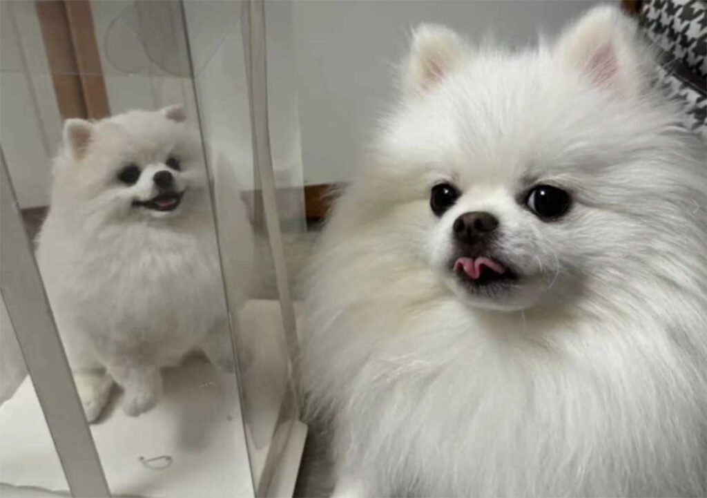Custom white Pomeranian portrait comparison showing 3D wool felt likeness and emotional resonance.