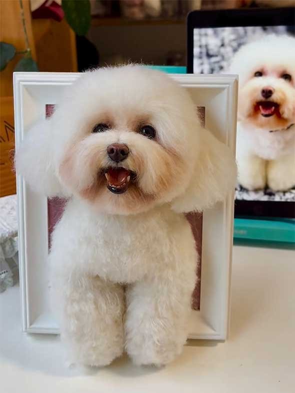 3D custom white poodle plushie in a frame, lit with high CRI (R9>90) LED lighting to showcase structural volume and vibrant color accuracy.